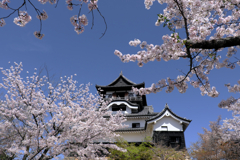 国宝犬山城と満開サクラのコラボ＃２