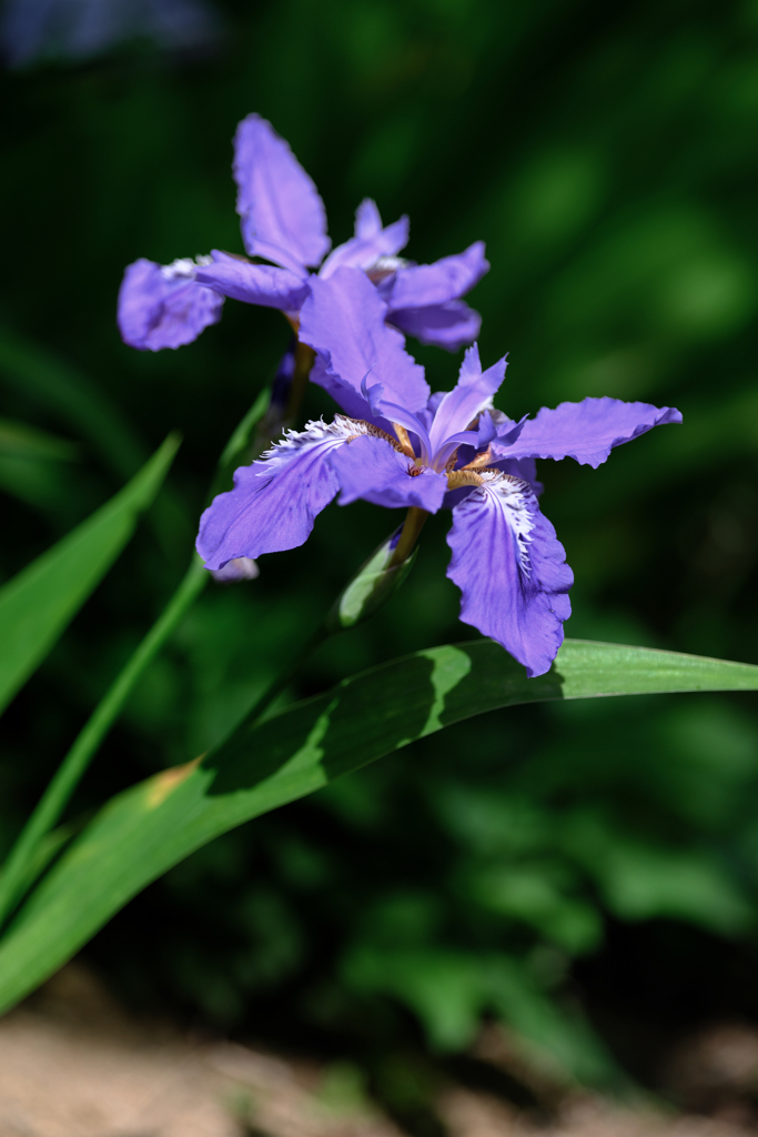 春うらら・花たちが咲き揃う＃２