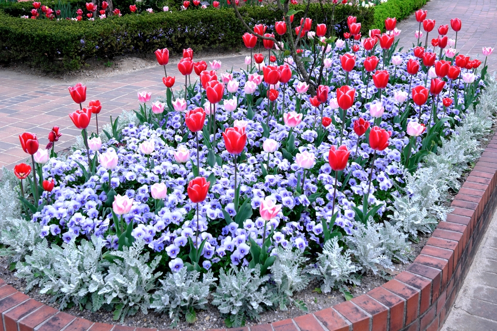 春爛漫チューリップたち＃８