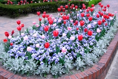 春爛漫チューリップたち#8