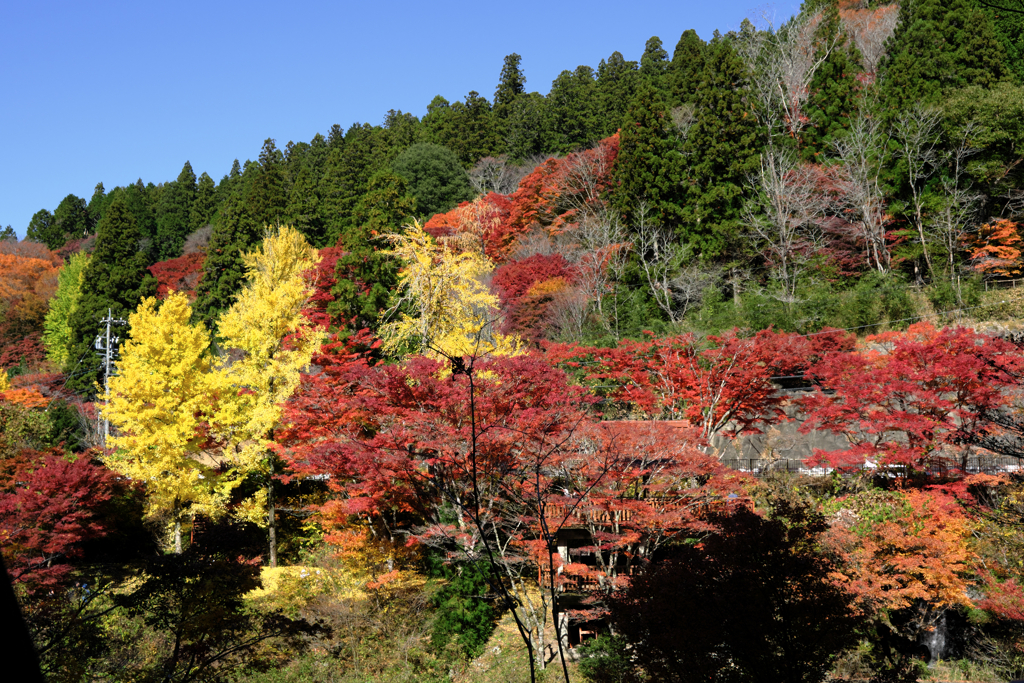 見頃の大井平公園紅葉＃１０