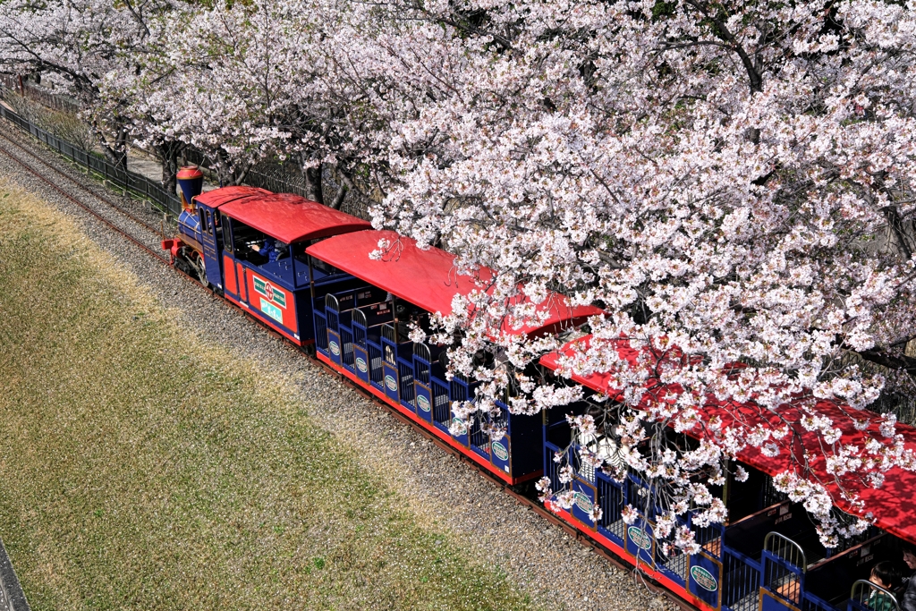 明石公園のサクラとおとぎ列車＃６