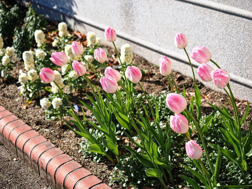 フローラルガーデンよさみ＃６