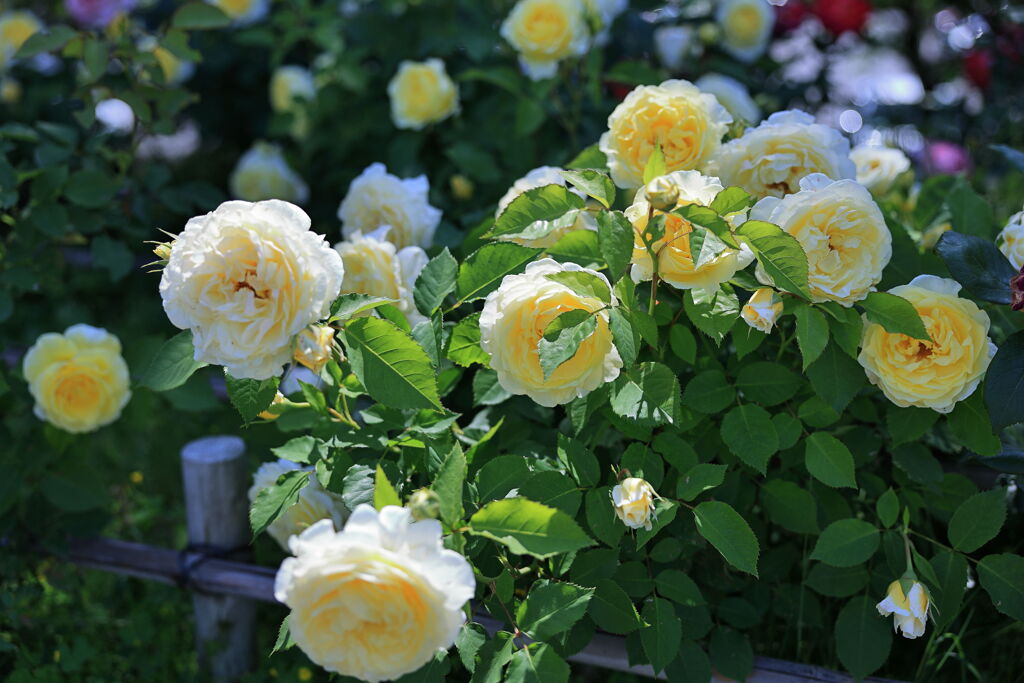 ミササガパーク薔薇が見頃＃３