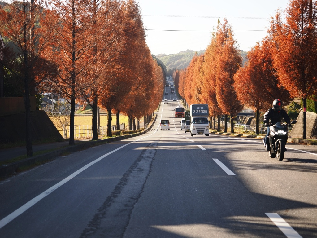 幸田町のメタセコイア並木＃３