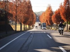 幸田町のメタセコイア並木＃３
