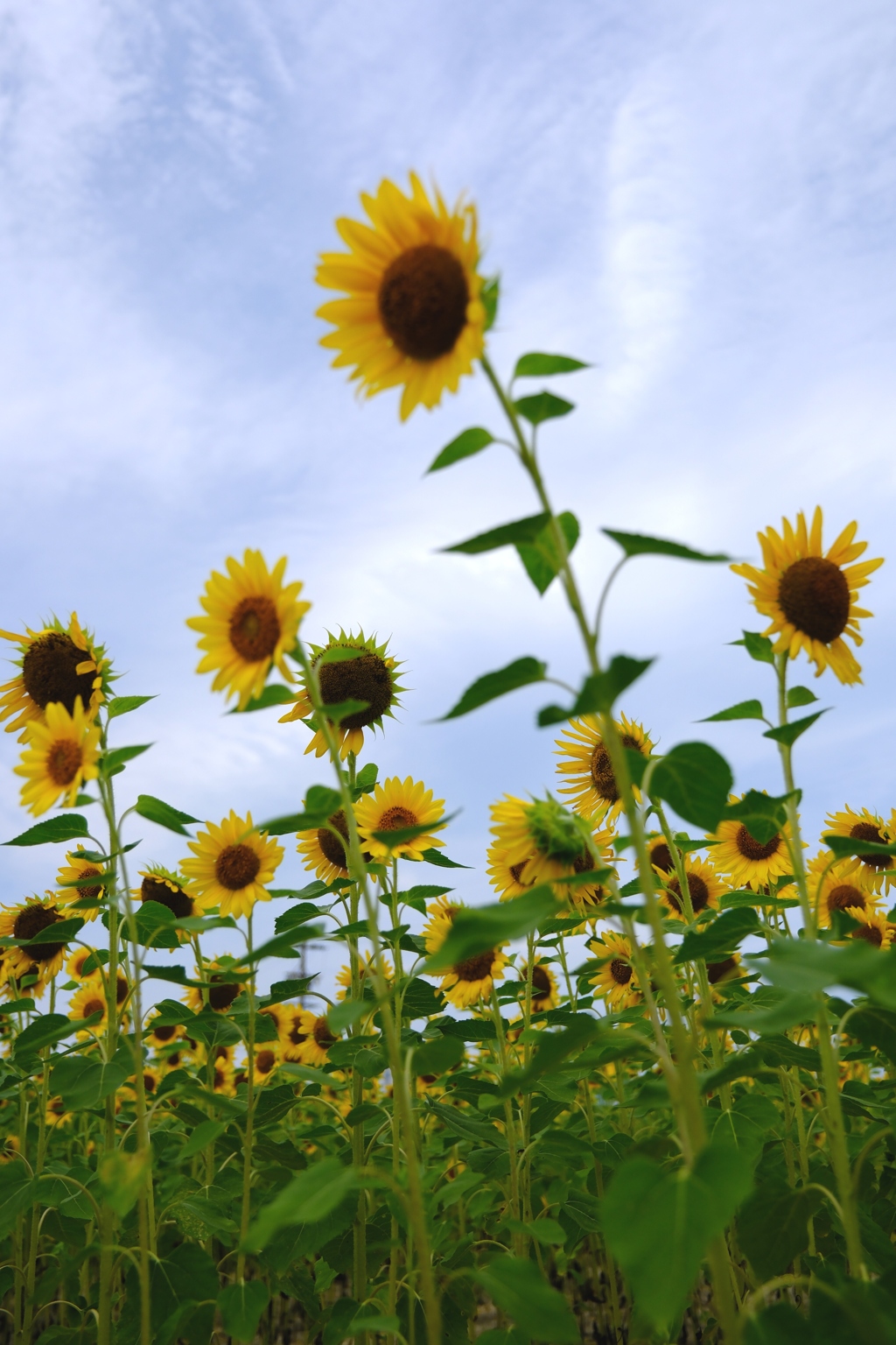 久し振りの青空にヒマワリ畑＃４