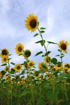 久し振りの青空にヒマワリ畑＃４