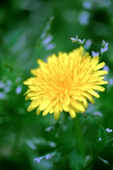 近所の神社で咲き始めたサクラたち#8