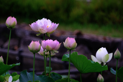 この時期魅力的なハスの花＃１０
