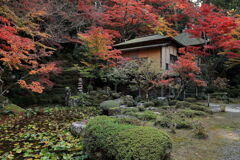 金剛輪寺の紅葉#4