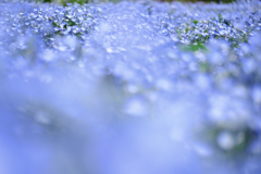 春を彩るネモフィラ#7