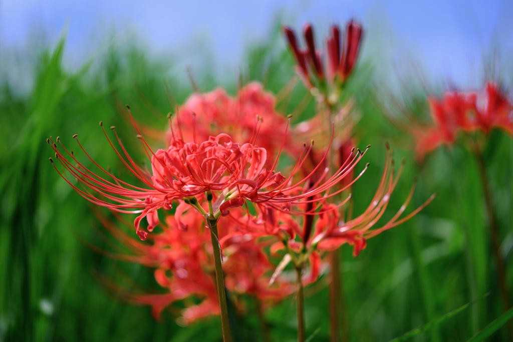 咲き始めた紅い彼岸花＃３