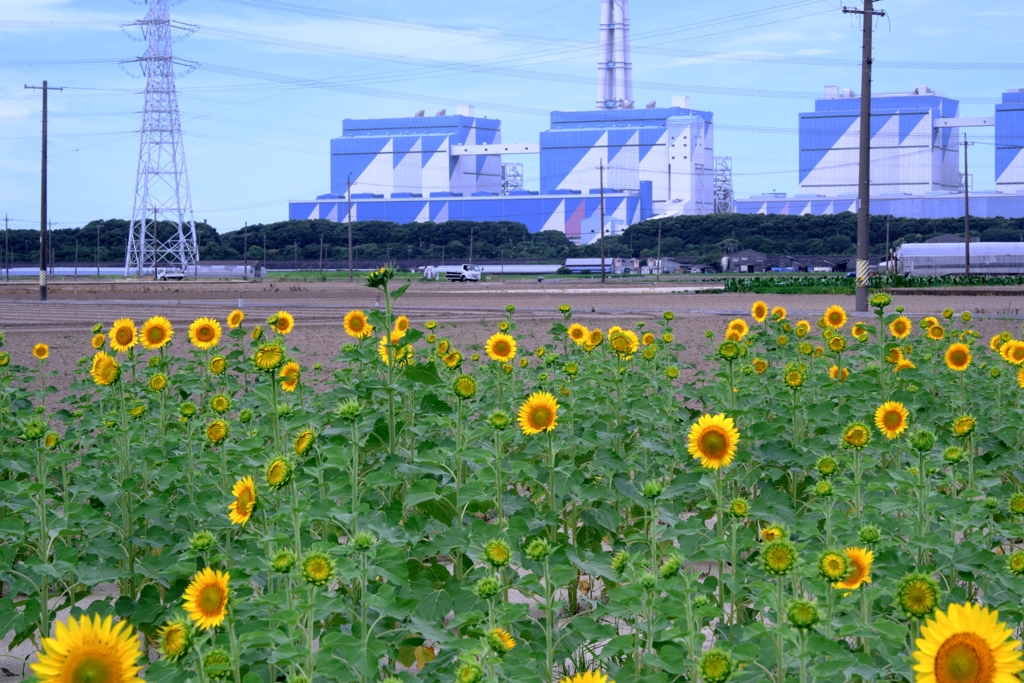 市内のヒマワリ畑ロケハン＃３