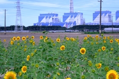 市内のヒマワリ畑ロケハン#3