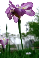 見頃が待ち遠しい花菖蒲#3