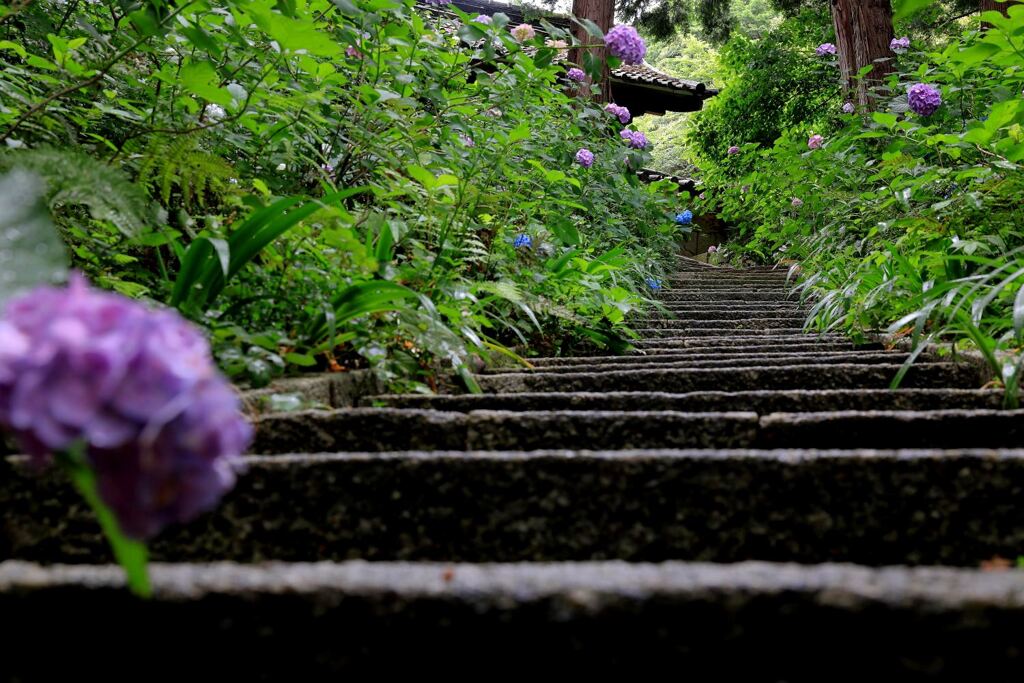 雨降りの紫陽花と本光寺＃３