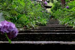 雨降りの紫陽花と本光寺＃３