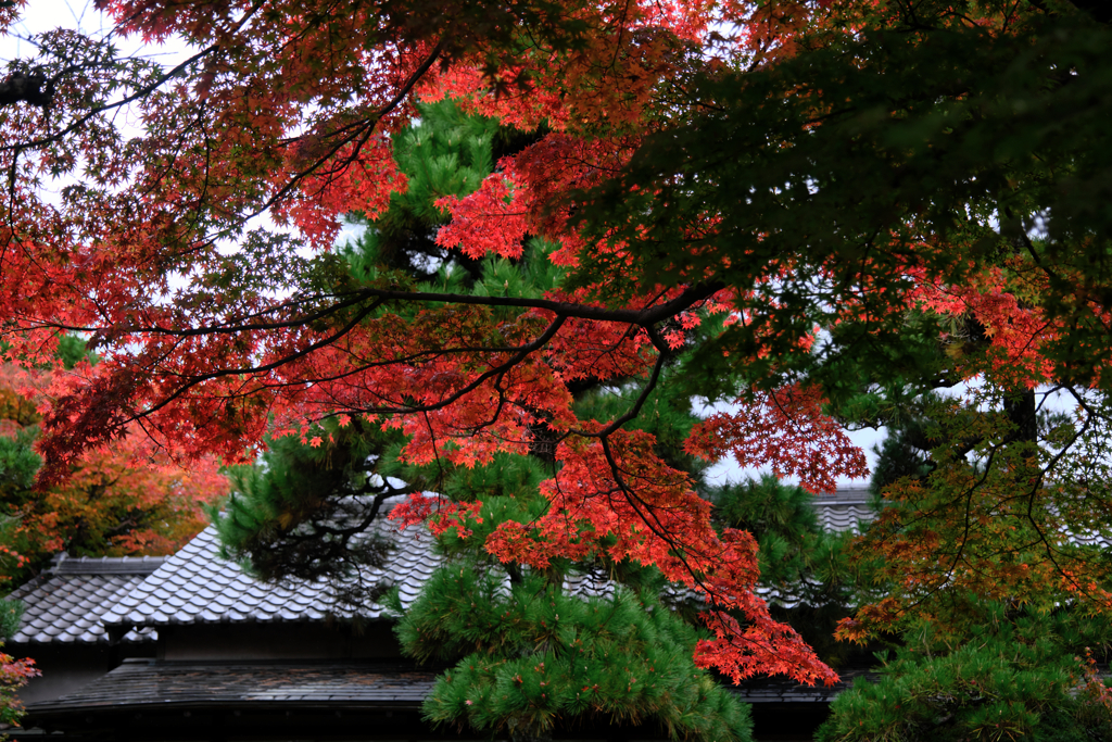 敢えて雨降りの紅葉撮影＃８
