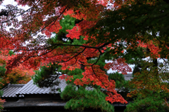 敢えて雨降りの紅葉撮影#8