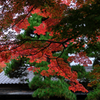敢えて雨降りの紅葉撮影＃８