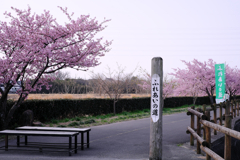 「ふれあいの道」河津桜が満開＃１