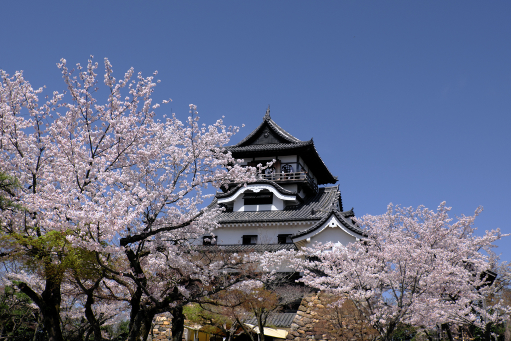 国宝犬山城と満開サクラのコラボ＃５