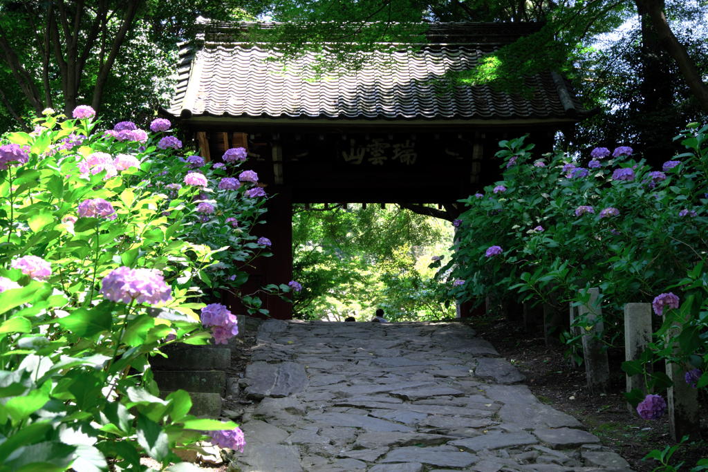 『本光寺』の紫陽花＃２