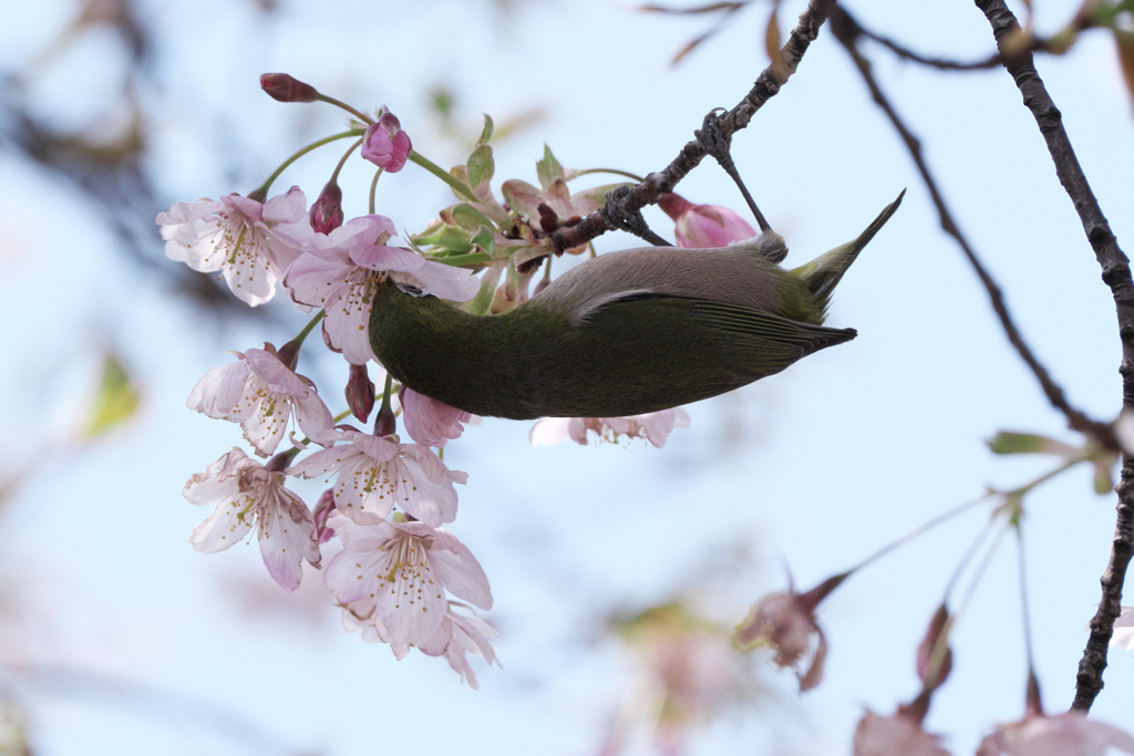 早咲きサクラが見頃＃４