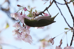 早咲きサクラが見頃＃４