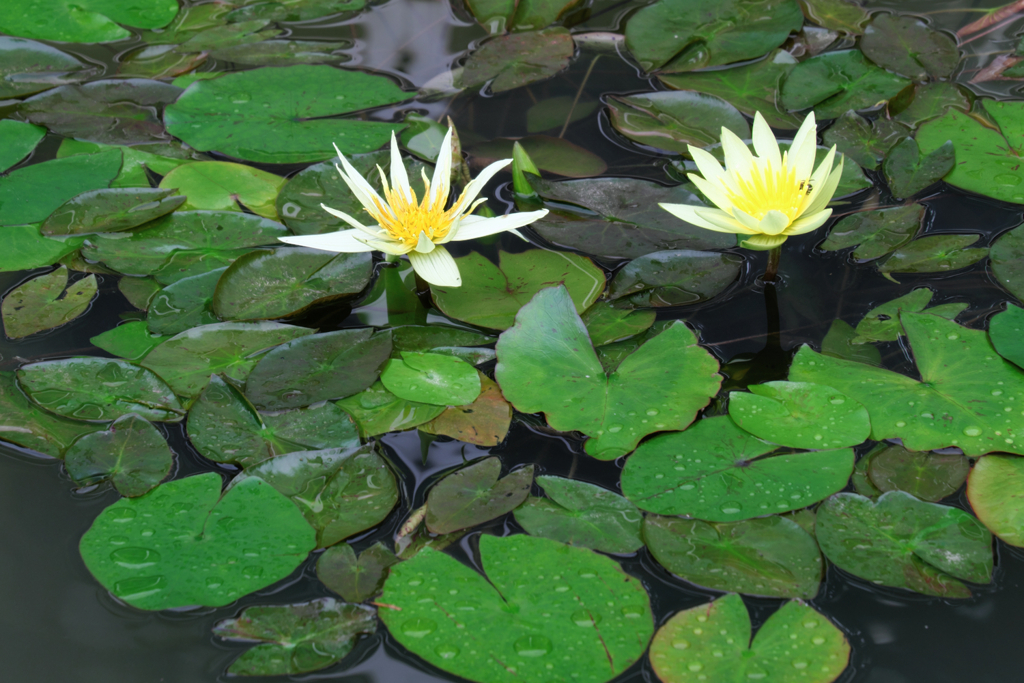 あおいパークで出会った花たち＃１