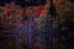 乗鞍高原で紅葉撮影＃５