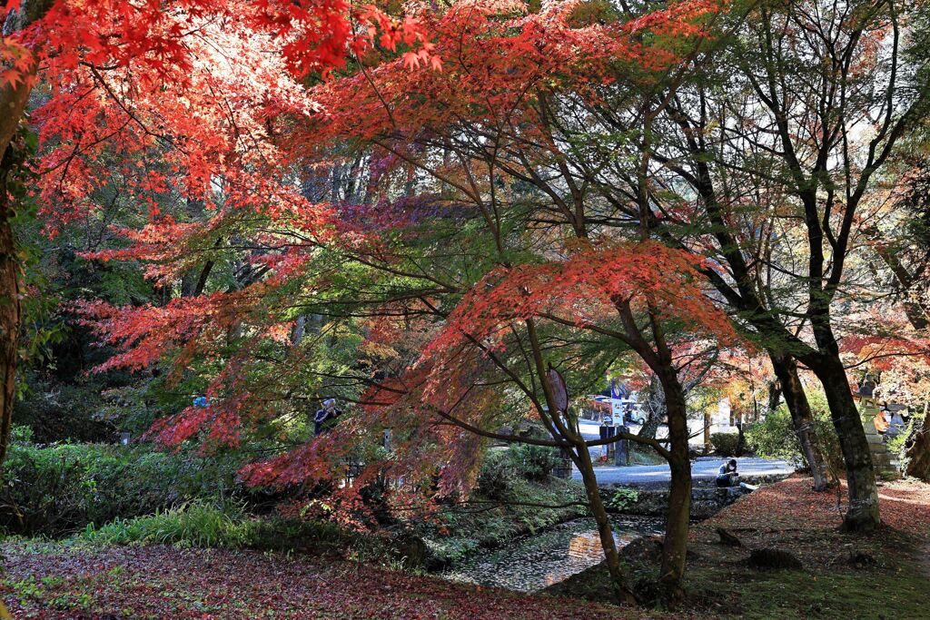 見頃を迎えた松平郷の紅葉＃９