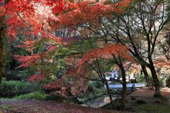見頃を迎えた松平郷の紅葉#9