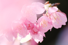 地元で咲き始めた寒緋サクラ＃５