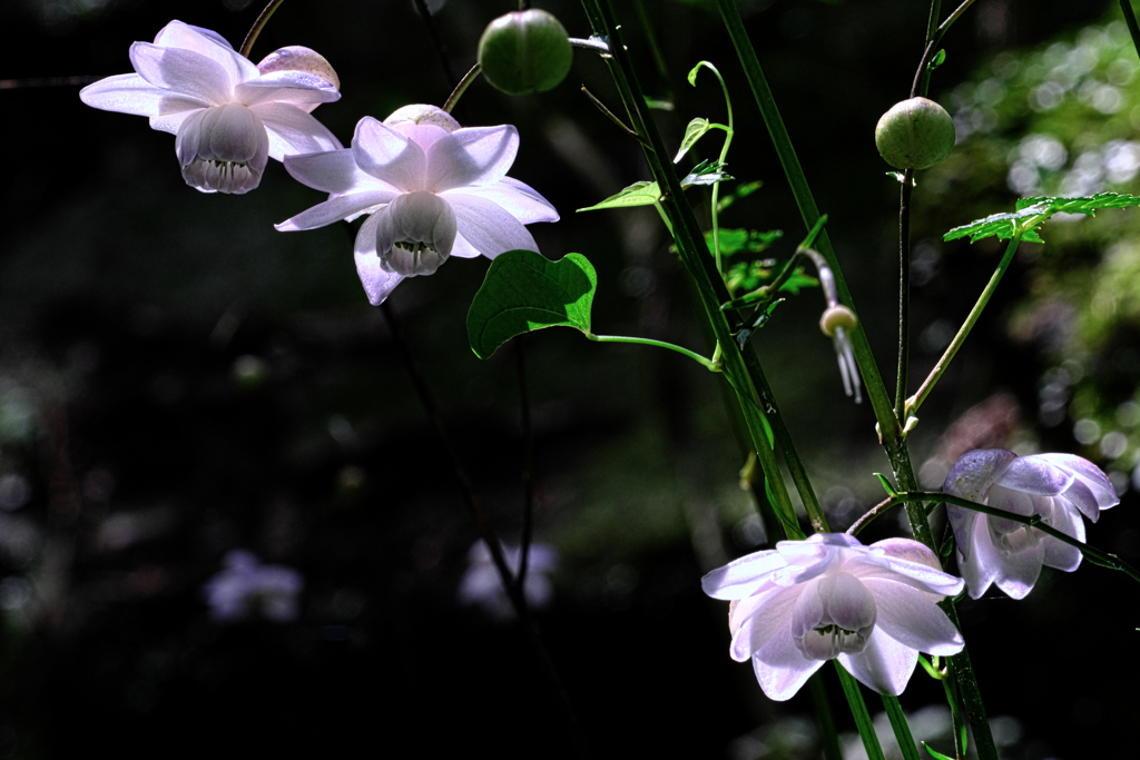 今年もレンゲショウマに逢いに＃３