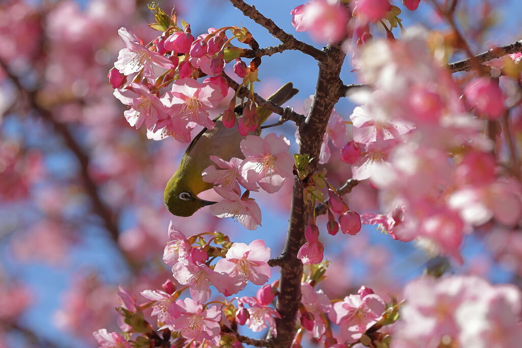 河津桜とメジロちゃん＃７