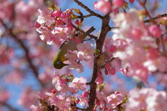 河津桜とメジロちゃん＃７