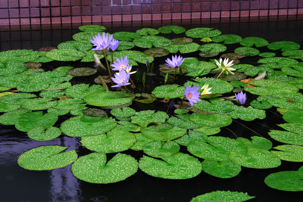 あおいパーク・スイレン見頃＃９