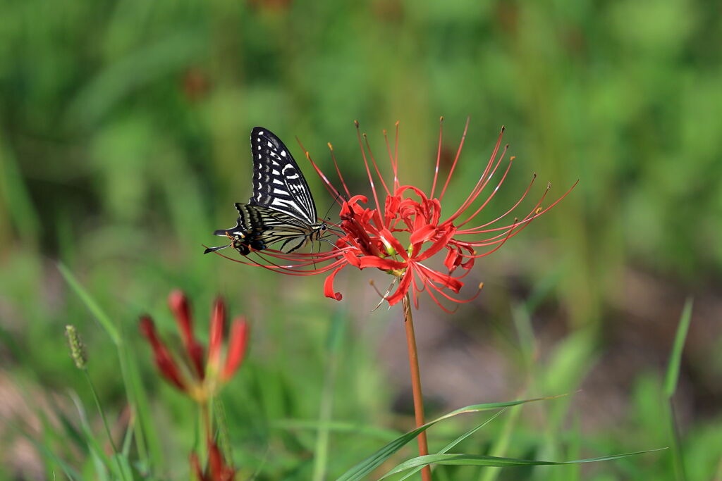 アゲハ蝶と彼岸花＃３