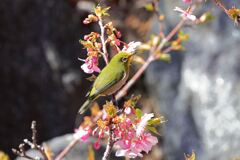 河津桜とメジロちゃん＃１