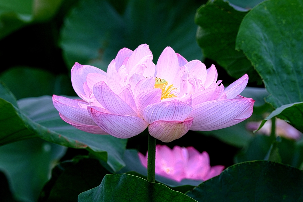 水辺公園の蓮の花＃９