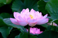 水辺公園の蓮の花＃９