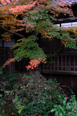 敢えて雨降りの紅葉撮影#10