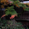 敢えて雨降りの紅葉撮影＃１０