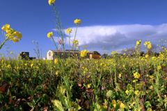 依佐美送信記念館と菜の花＃３