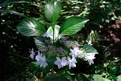 『本光寺』の紫陽花＃１０