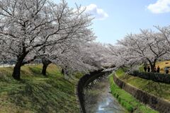 ソメイヨシノが満開のサクラ並木#4