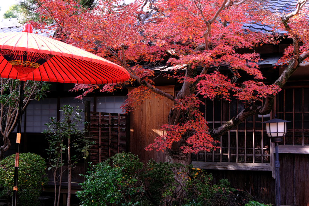 西尾歴史公園と尚古荘の紅葉＃９