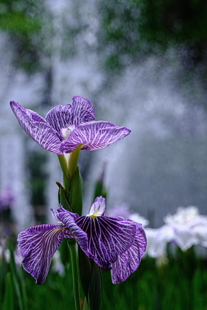 今年も逢いに菖蒲の花＃３